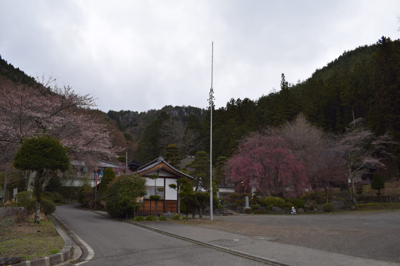 朝日村 お花見情報① あさひをたいけん